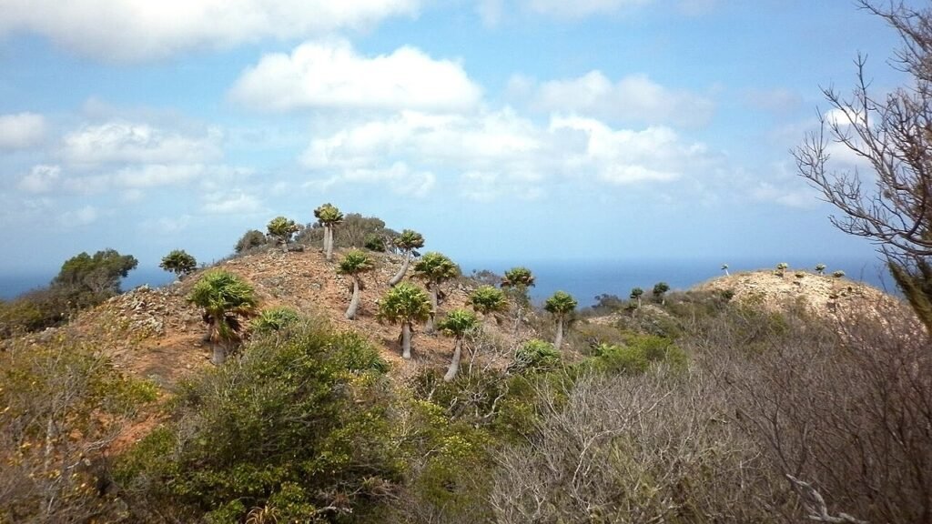 Sabalpalm_Christoffelpark_Curaçao_wanneerbouwvaknl - wanneerbouwvak.nl Sabalpalm_Christoffelpark_Curaçao_wanneerbouwvaknl